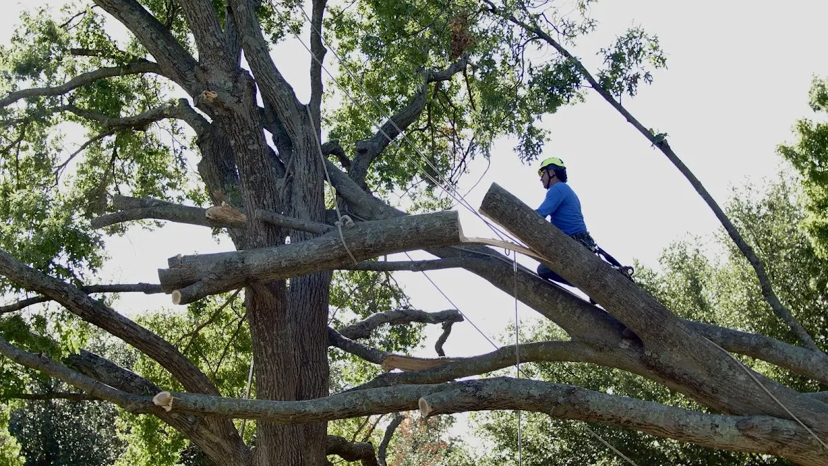 Professional Crown Thinning performed by certified arborists in Rosalie