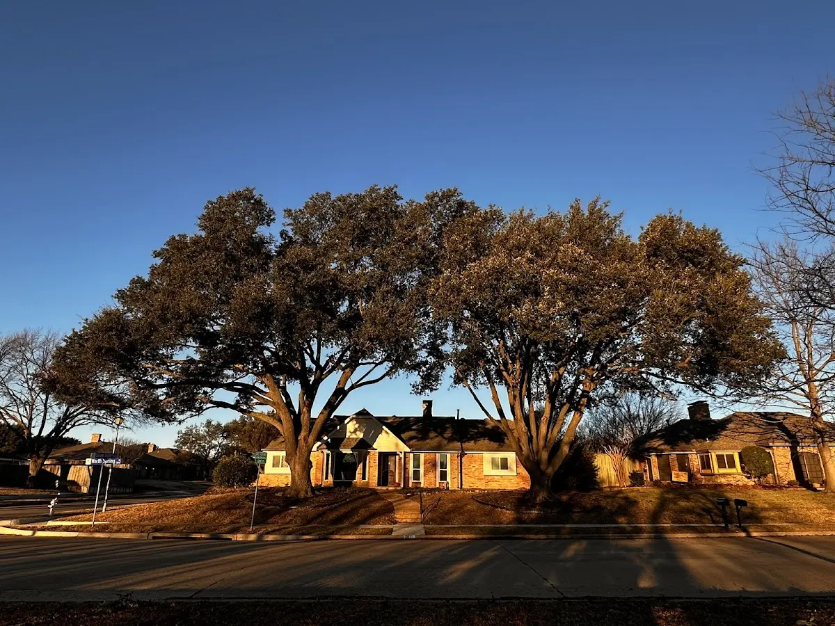 Established residential canopy tree shading a home in Rosalie